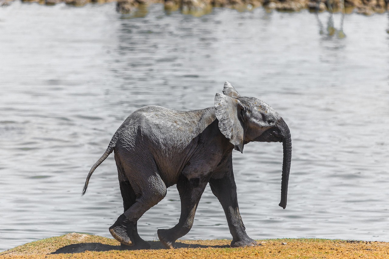 Etosha wildlife